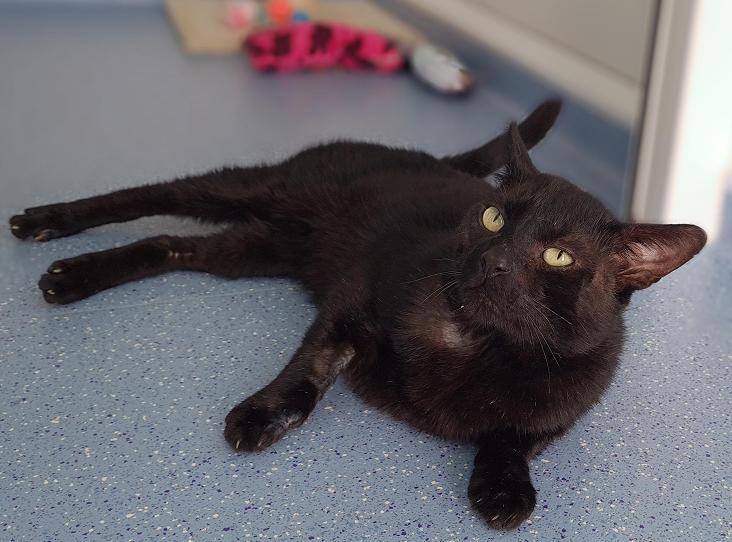 Cat Spends 195 Days in RSPCA Care is now Looking for a Home