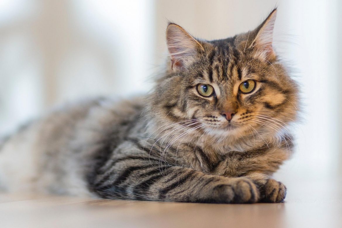 Creating the Perfect Environment for Your Cat