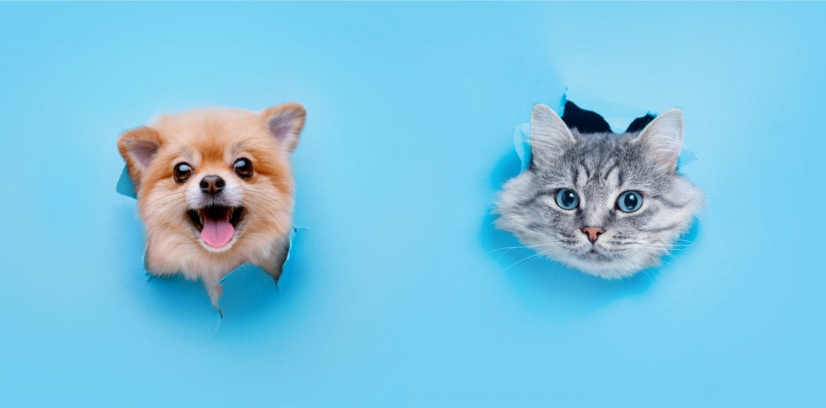 Dogs & Cats: 5 Shocking Differences between Cats & Dogs