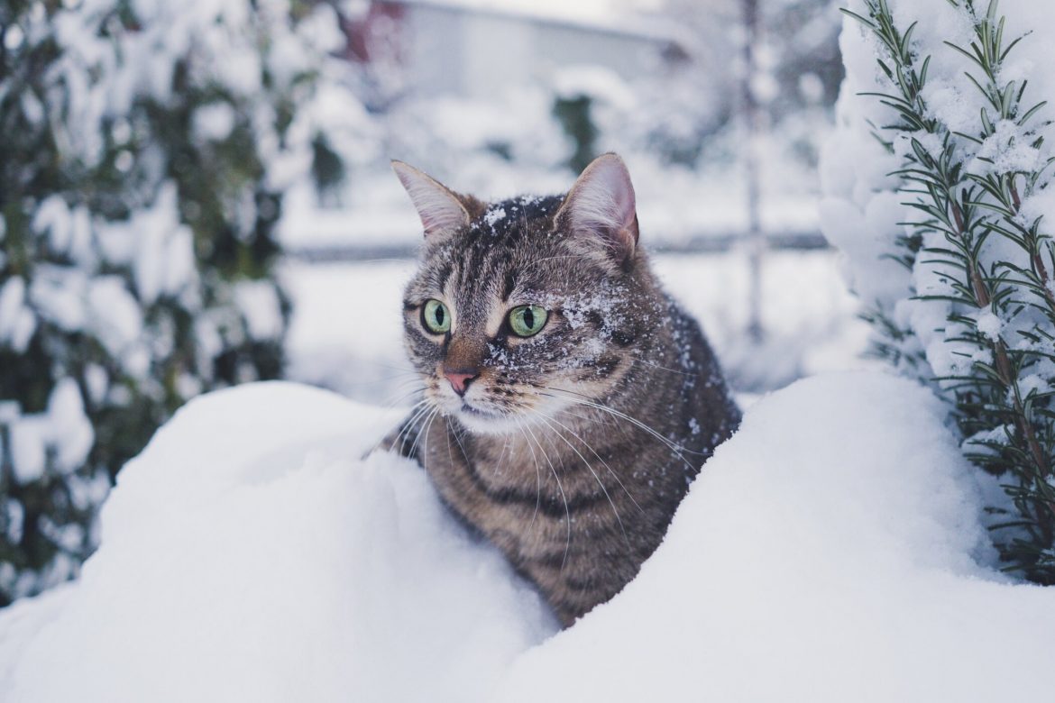 How to Keep Your Cat Safe Amidst Cold Weather Warnings