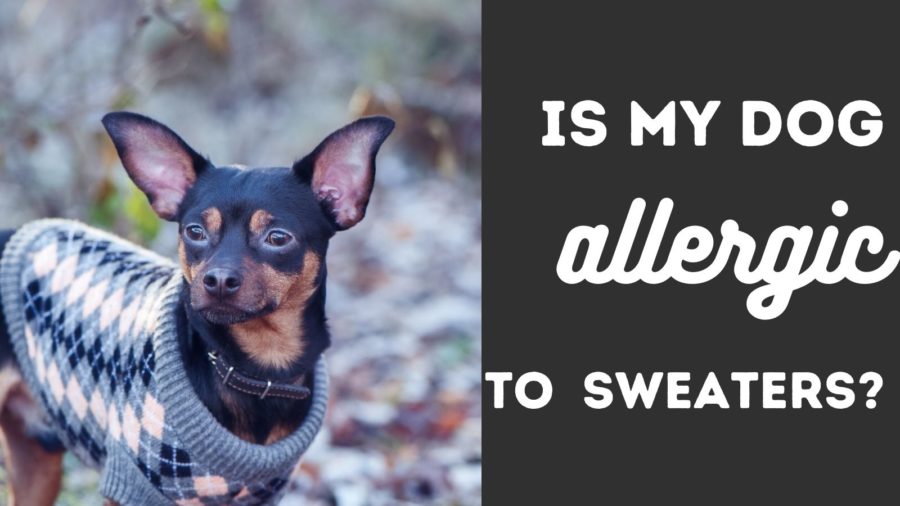 Is Your Dog Allergic to Sweaters?