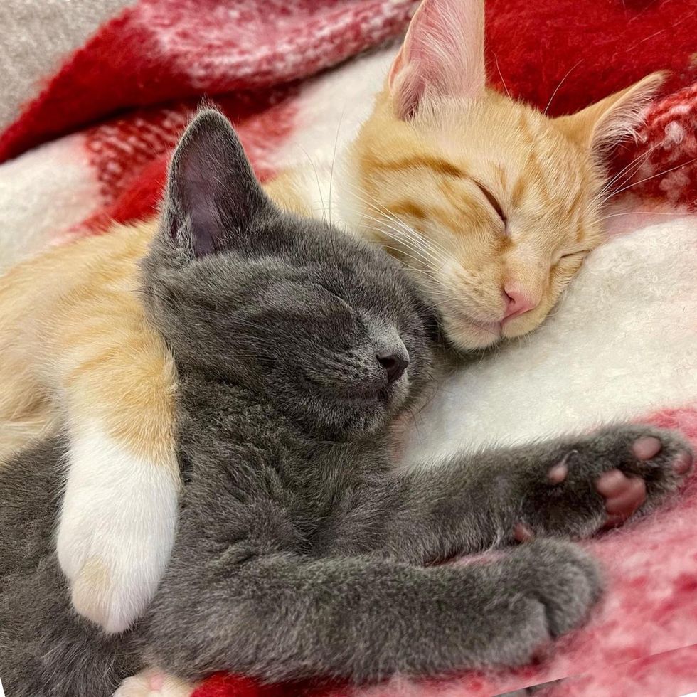 Kitten Came in a Box Left Outside in the Cold, Forms the Cutest Bond with an Orange Cat