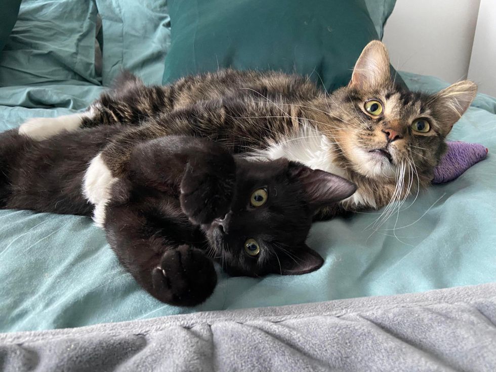 Kitten Who Ended Up in a Yard, is Now Under the Wing of Cat Who Came From an Abandoned Building