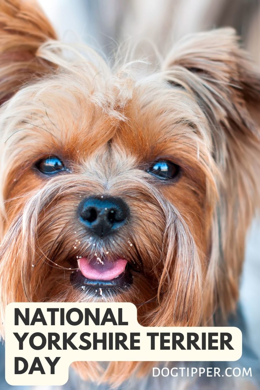 National Yorkshire Terrier Day Petsyclopedia News