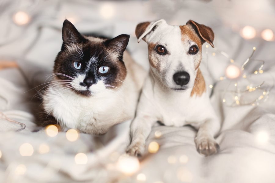 New Year’s resolutions for dogs and cats
