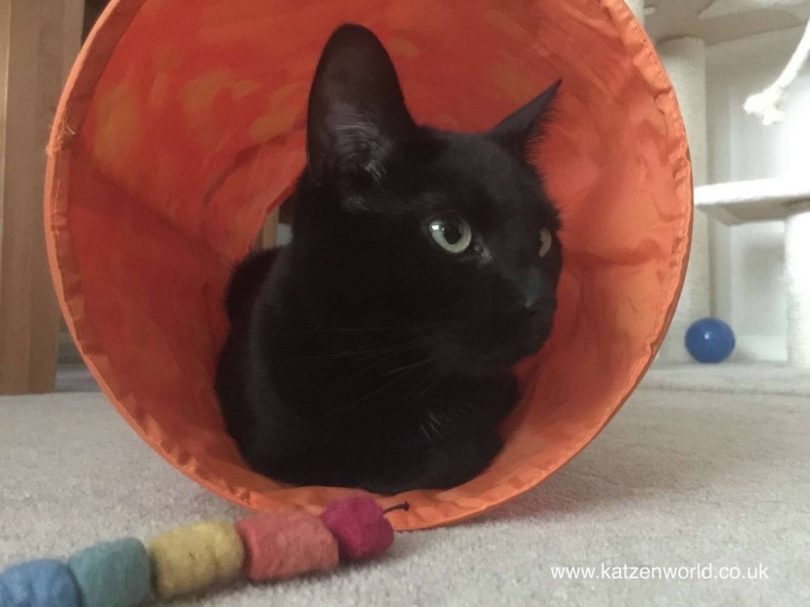 Nubia: Playtime with my favourite toy