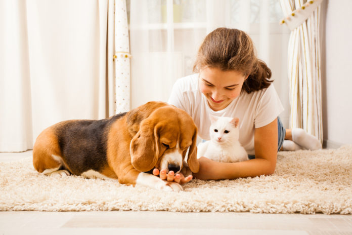 Pet diarrhea: how to help your dog or cat
