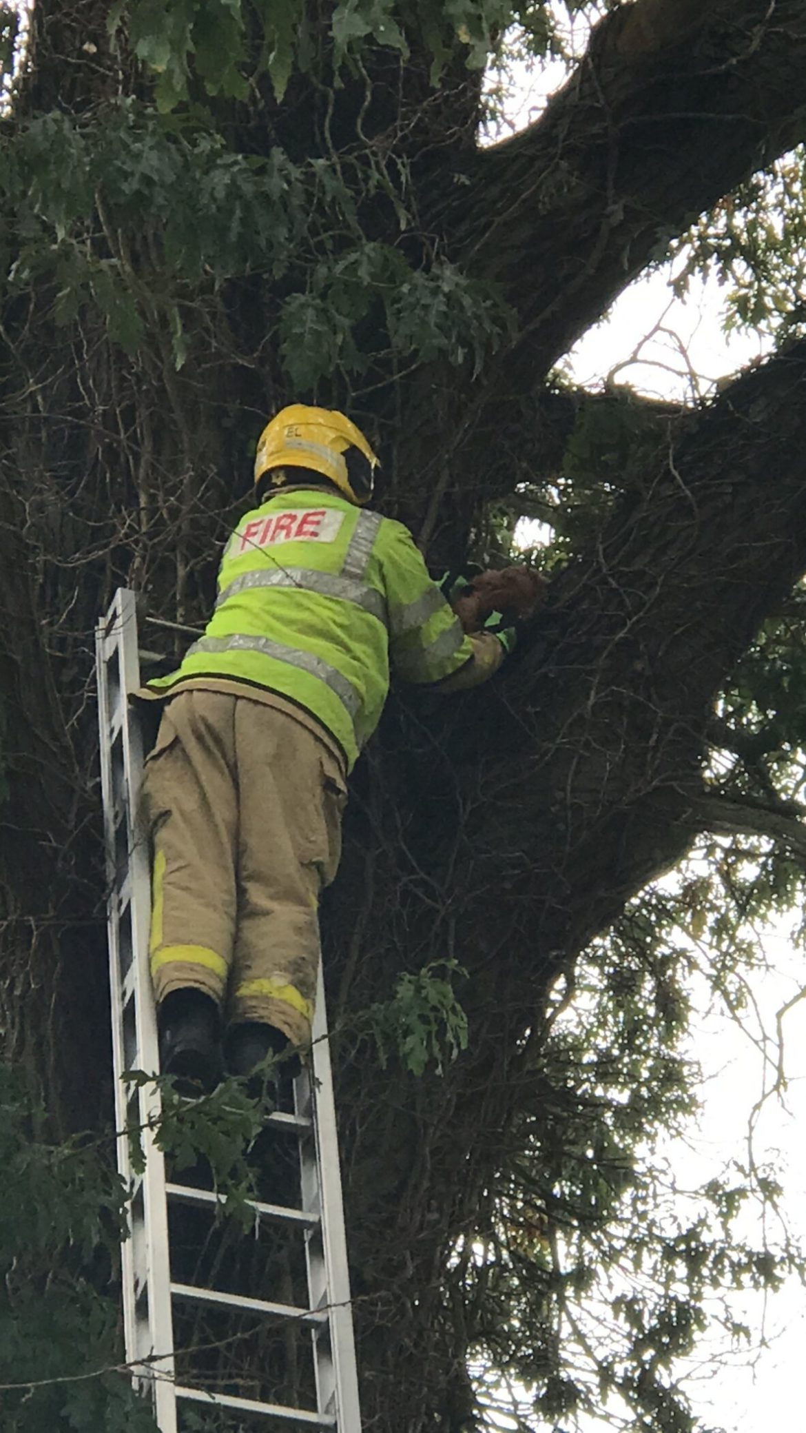 Squirrel Chasing Cat Spends Three Days Stranded in oak tree in Ellesmere