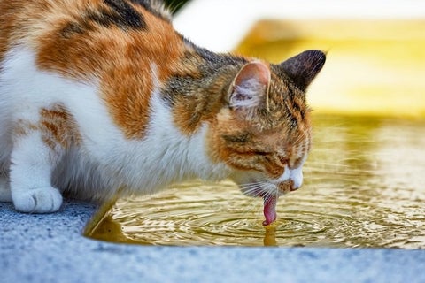 The Best Cat Water Fountains For Your New Cat