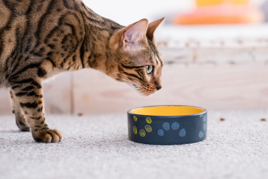 What you need to know about natural prebiotics for cats