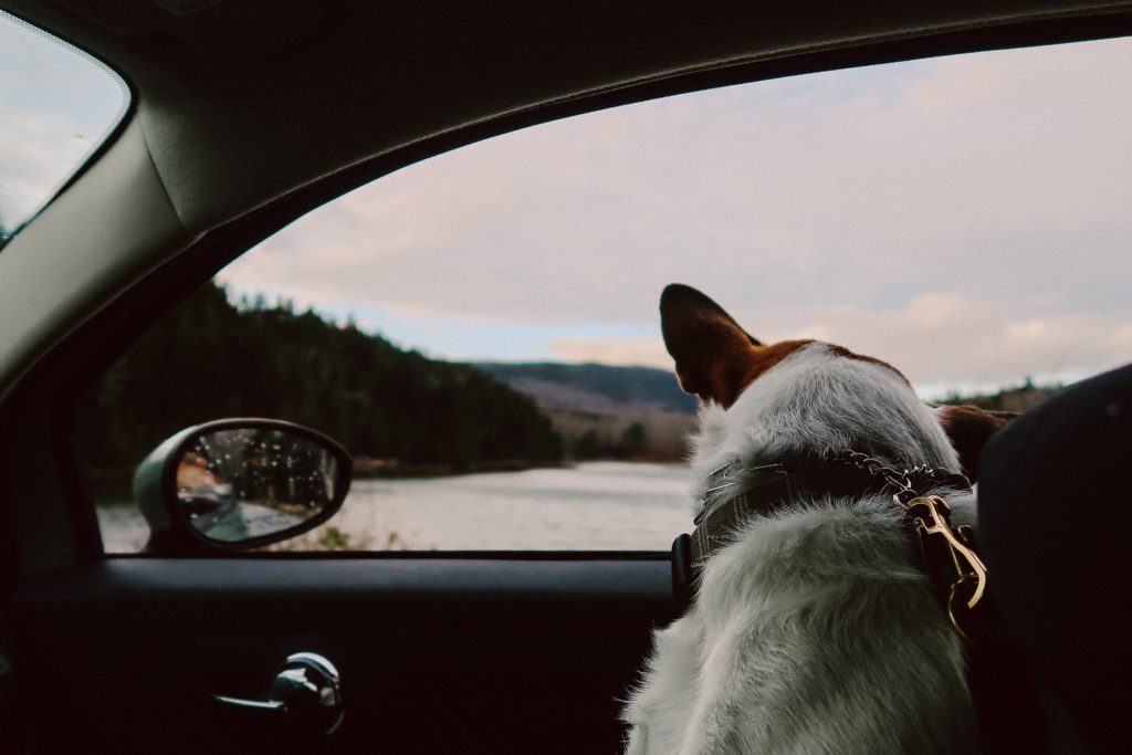 Winter Vacation Coming? Make Sure You’re Ready with National Pet Travel Safety Day Information