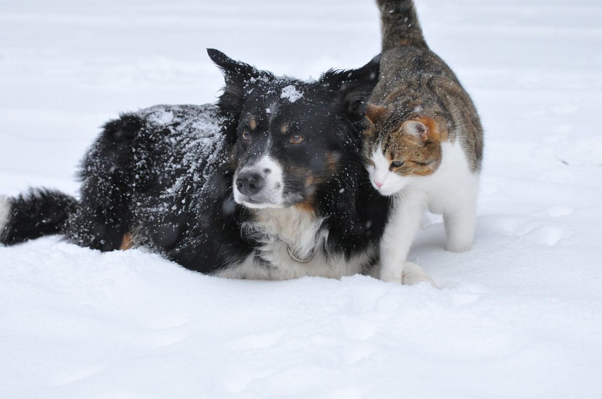 Winter Weather Pet Care