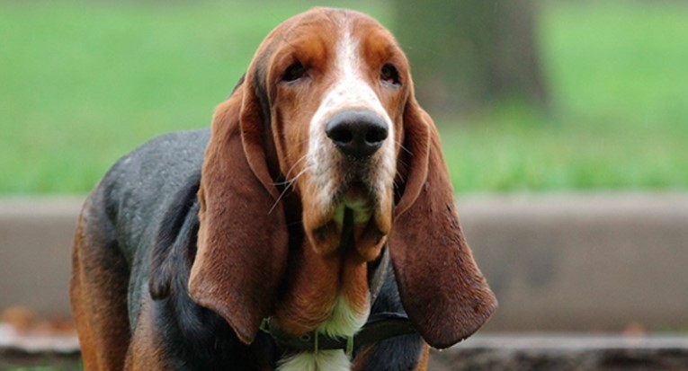 15 Interesting Facts About Basset Hounds