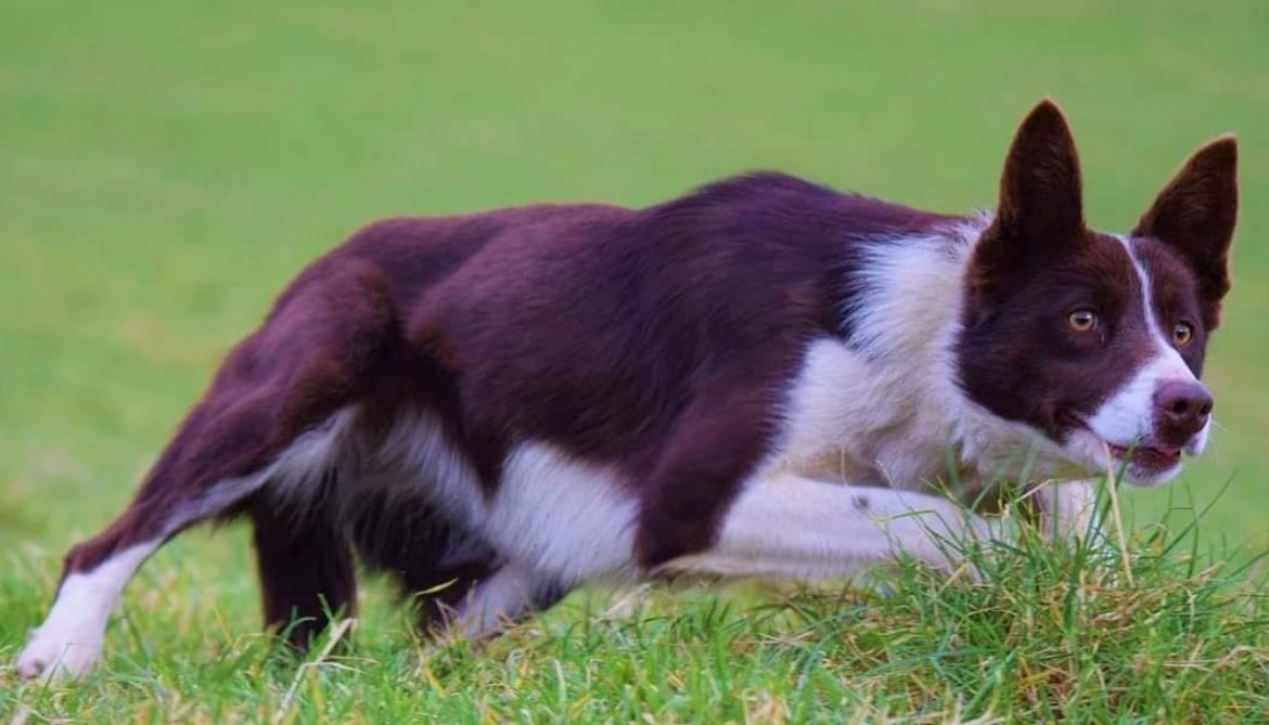 15 Interesting Facts About Border Collies
