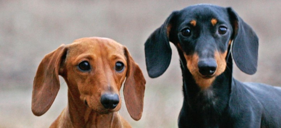 15 Interesting Facts About Dachshunds You Never Knew