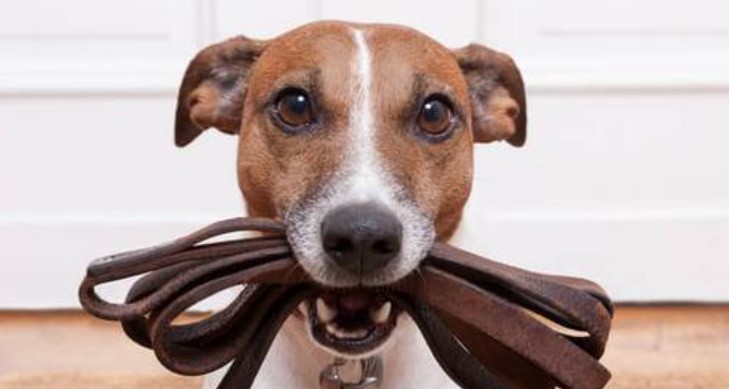 15 Interesting Facts About Jack Russell Terriers