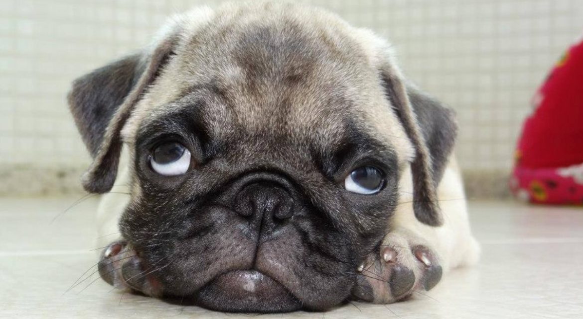 15 Interesting Facts About Pugs