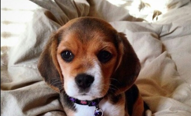 16 Interesting Facts About Beagles You Never Knew