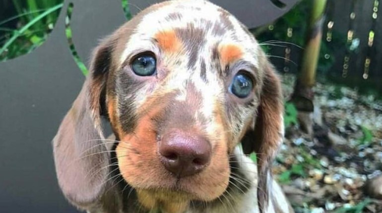 16 Interesting Facts About Dachshunds