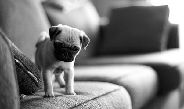 16 Interesting Facts About Pugs You Never Knew