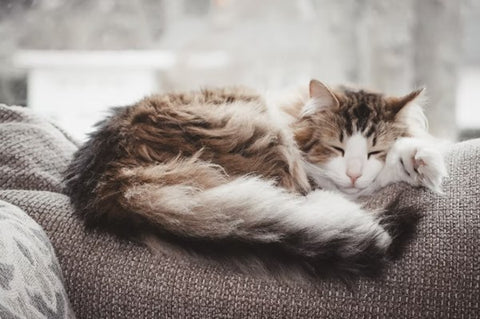 5 Purrfect Cat Beds For Your Kitty