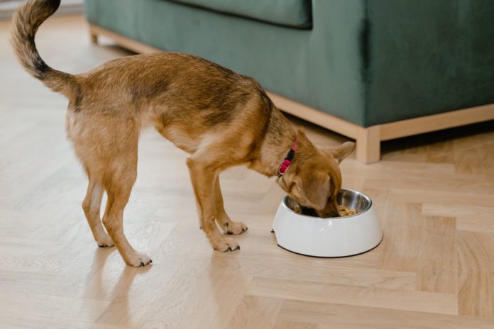 5 things to look for when shopping for a species-appropriate pet food