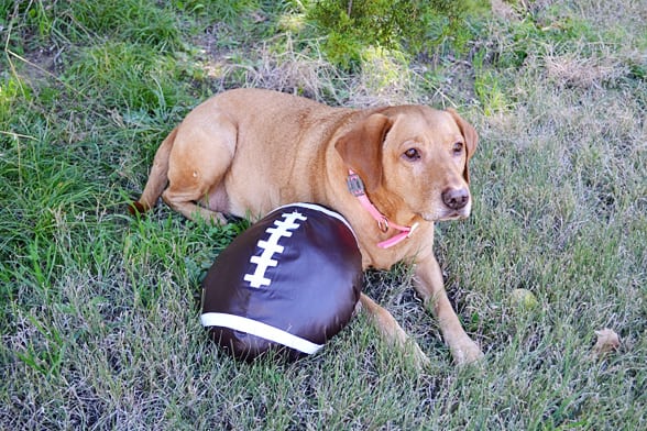 7 Tips to Keep Your Dog Safe at a Football Party