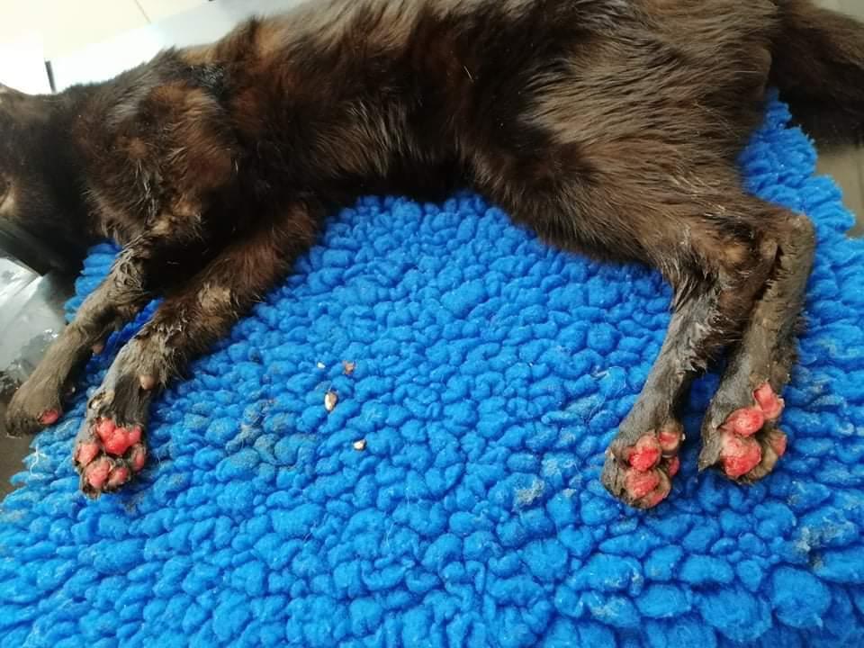 Agria – Rescue Cat Case Study Synopsis