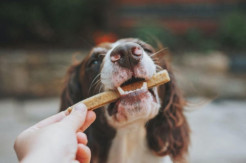Best Dog Treats And Chews For Your Dog’s Dental Health: Know Everything!