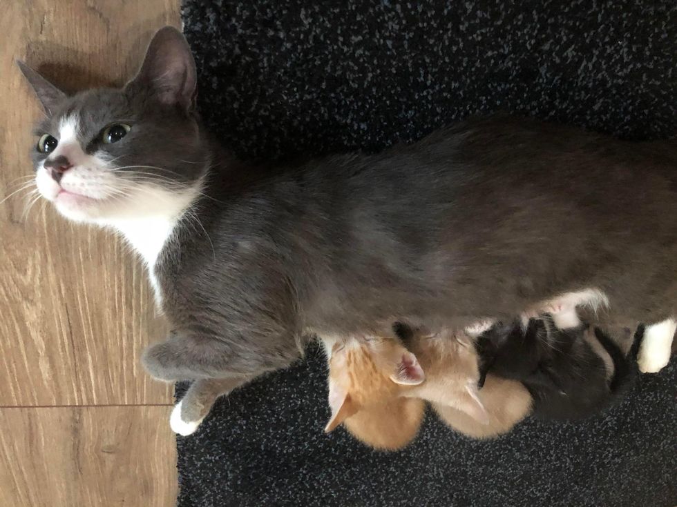 Cat Takes in Kittens That Needed a Mom, and Feels Complete with Them in Her Presence