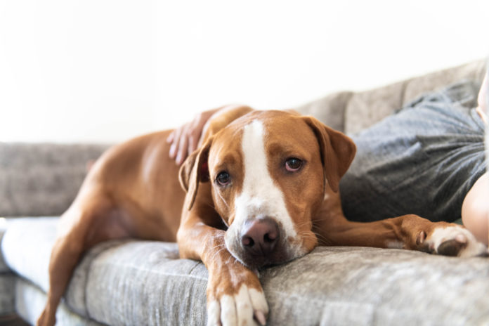 CBD and supplements — a blended approach to arthritis in dogs