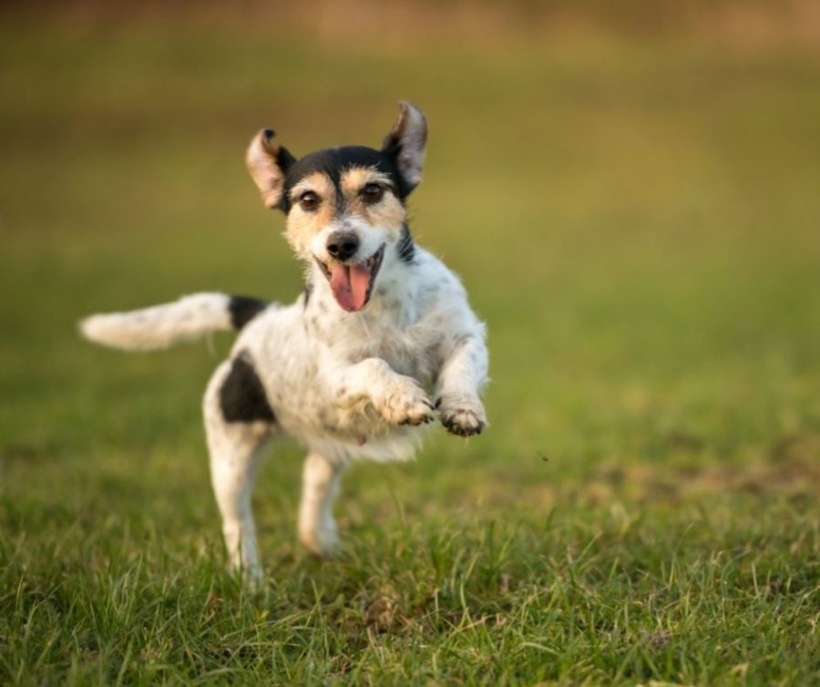 Could Your Dog Have Patella Luxation?