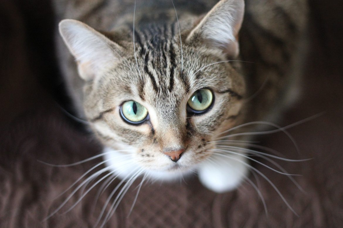 Does your cat or dog have Inflammatory Bowel Disease?
