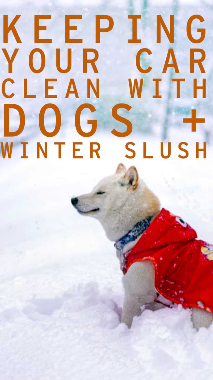 Dogs + Winter Slush: How to Keep Your Car Clean
