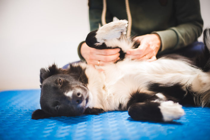 How acupressure-massage eases cancer treatment side effects in dogs and cats