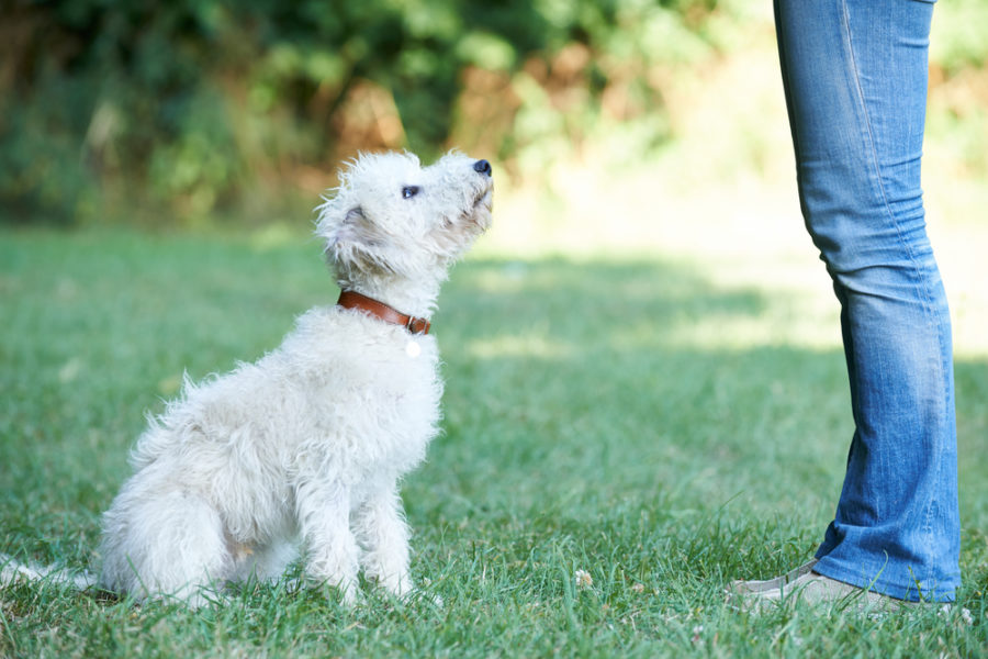 How paying for professional dog training can save you money