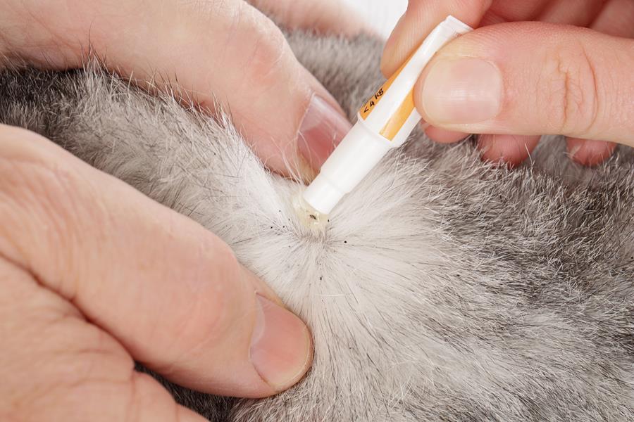 iCatCare/ISFM Support BVA on Responsible use of Parasiticides in Cats