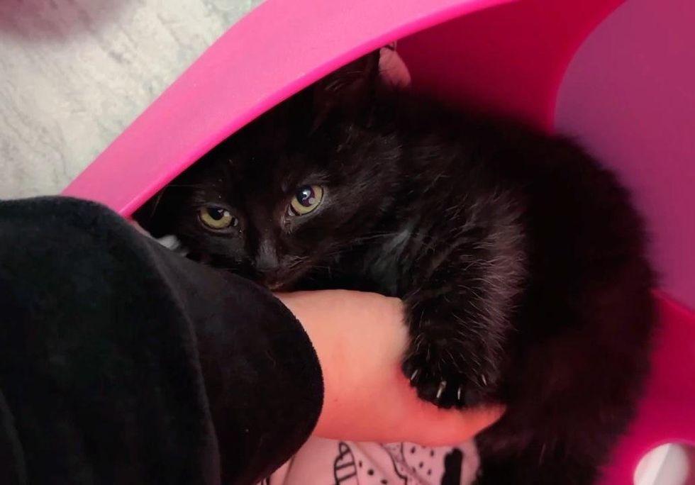 Kitten Discovered Alone Under a Car, Turns Out to Have Escaped from His Litter and Due for a Reunion