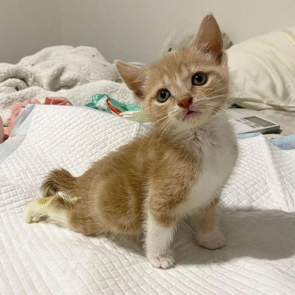 Kitten Sets His Mind on Walking Again and Wants to Be on the Go All the Time