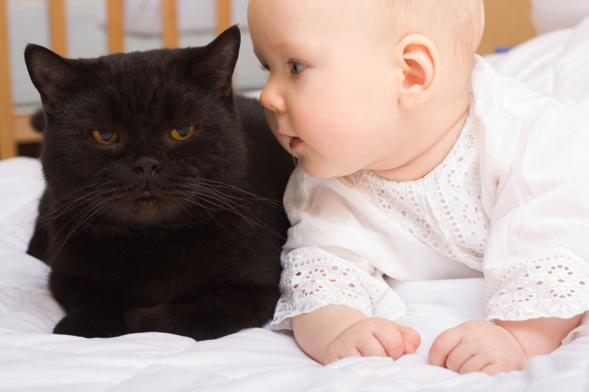 New Acquaintances: How to Prepare Your pet for the Arrival of a Newborn