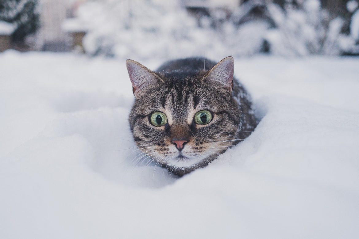 Purrsday Poetry: Cats In the Snow by Raffi Lido