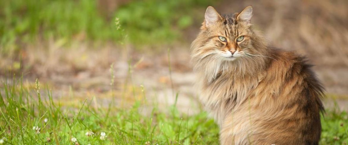 Ringworm in Cats – new Ideas for a Common Disease