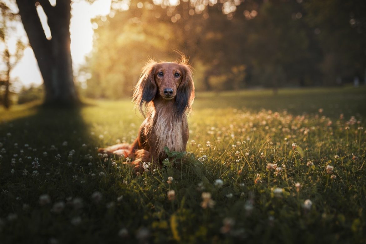 Struggling to Snap Photos of Your Pet? 5 Expert Tips for Perfect Pet Portraits