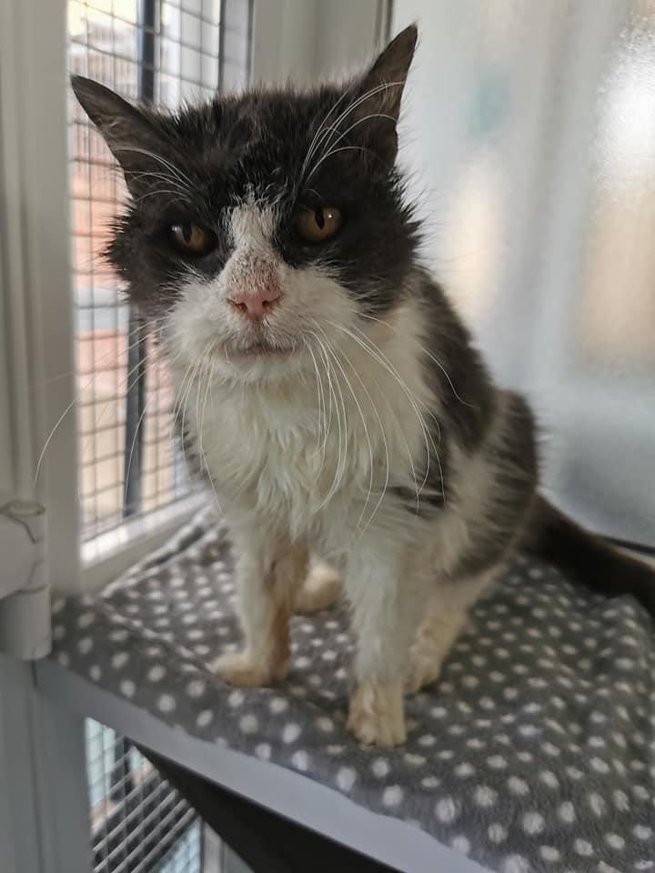 Supaw Moggie Morag is Looking for the Purrfect Retirement Home at 21-years-old