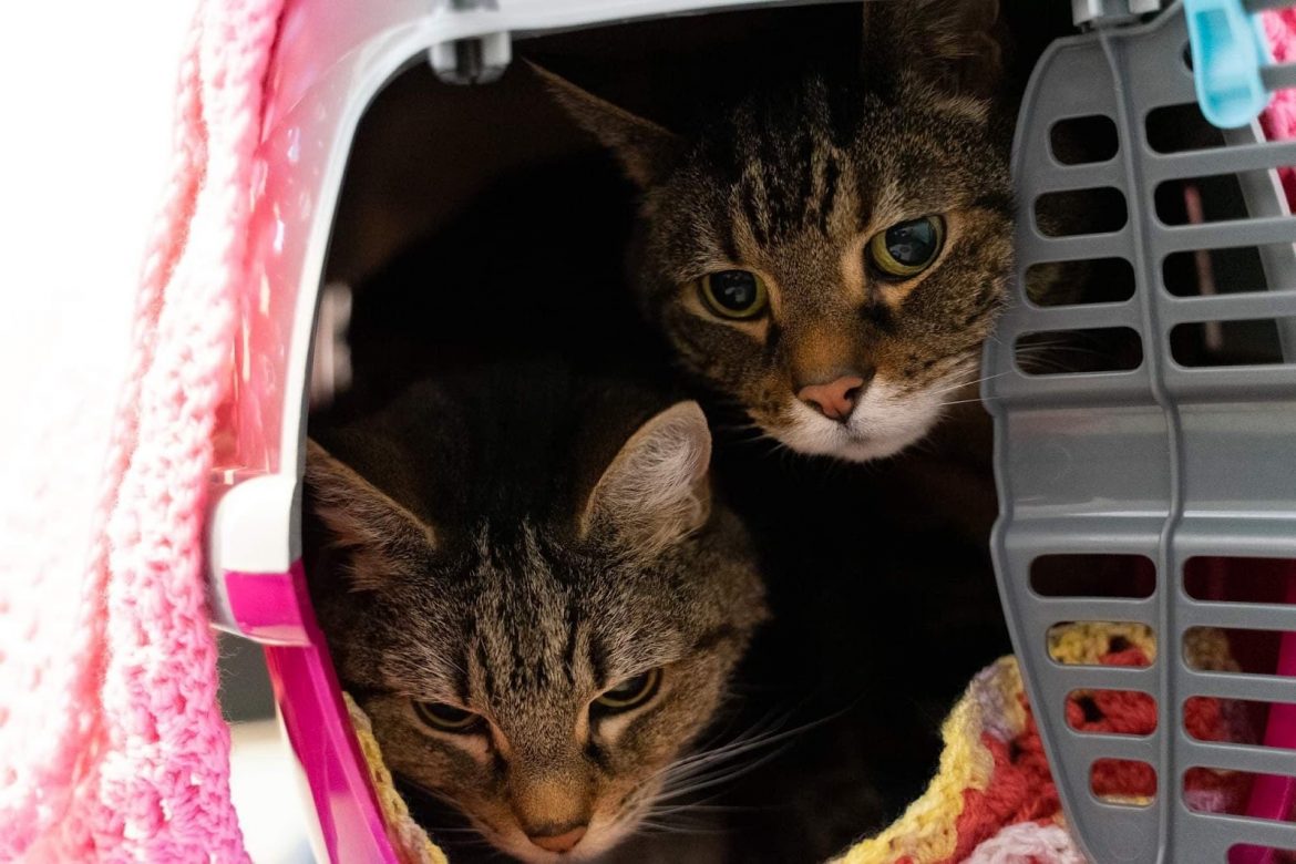 Super Senior Moggies With a Combined Age of Nearly 40 Seek new Retirement Home