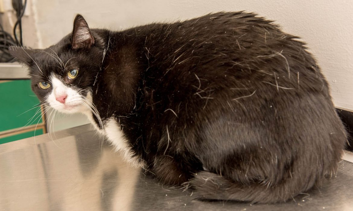 Vet Charity PDSA Urges Owners to #WeighUp Pets’ Health to Tackle Pet Obesity Epidemic