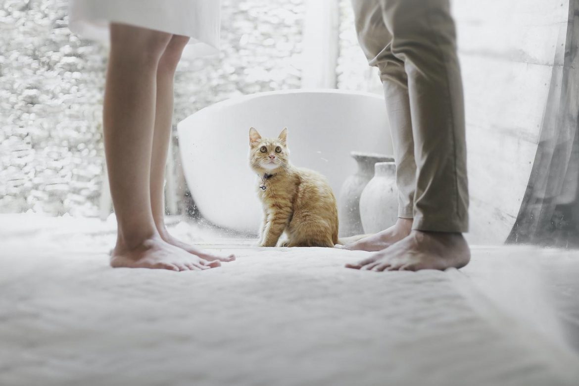 What to Do When Your Partner is Allergic to Cats
