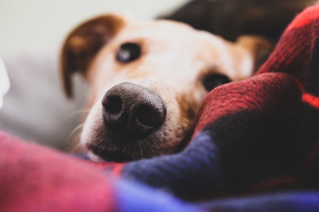What to Know Before Buying a DNA Test for Your Mixed Breed Dog