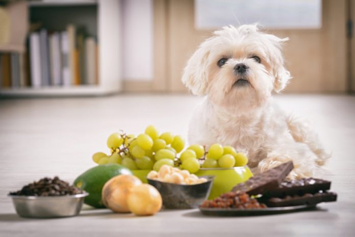 10 pantry items that are poisonous to pets