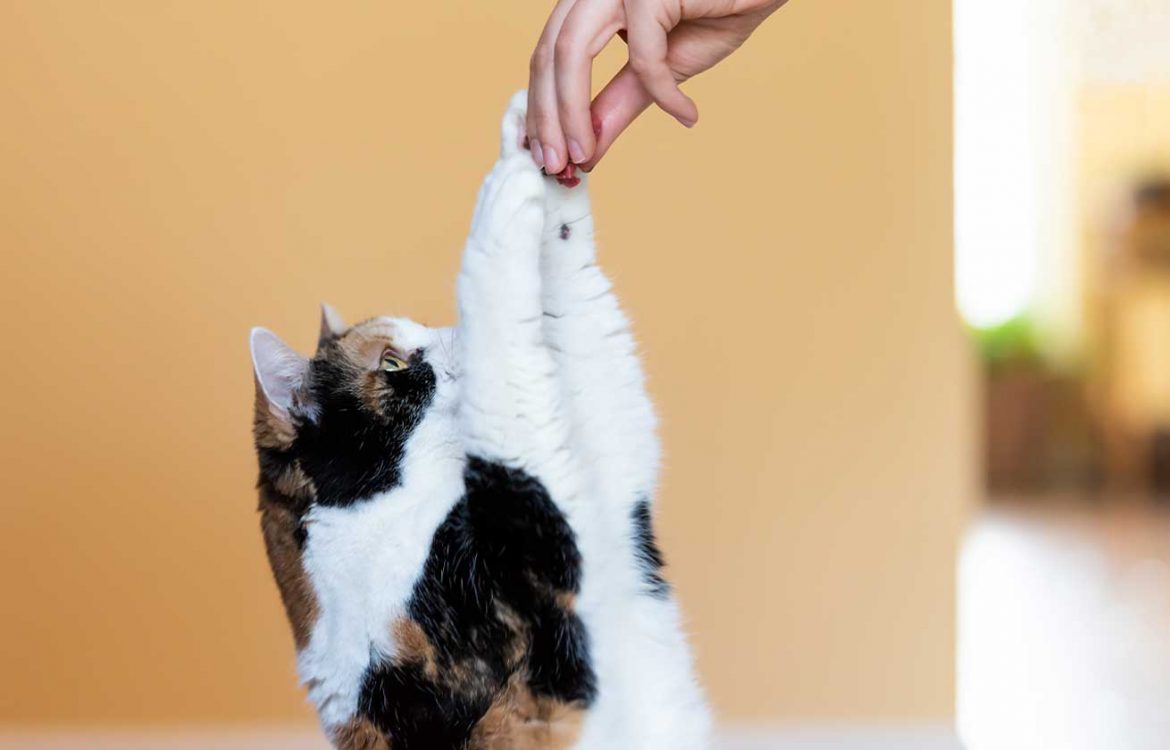 3 Fun Ways to Bond With Your Cat